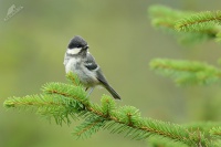 Sykora uhelnicek - Periparus ater - Coal Tit 2522